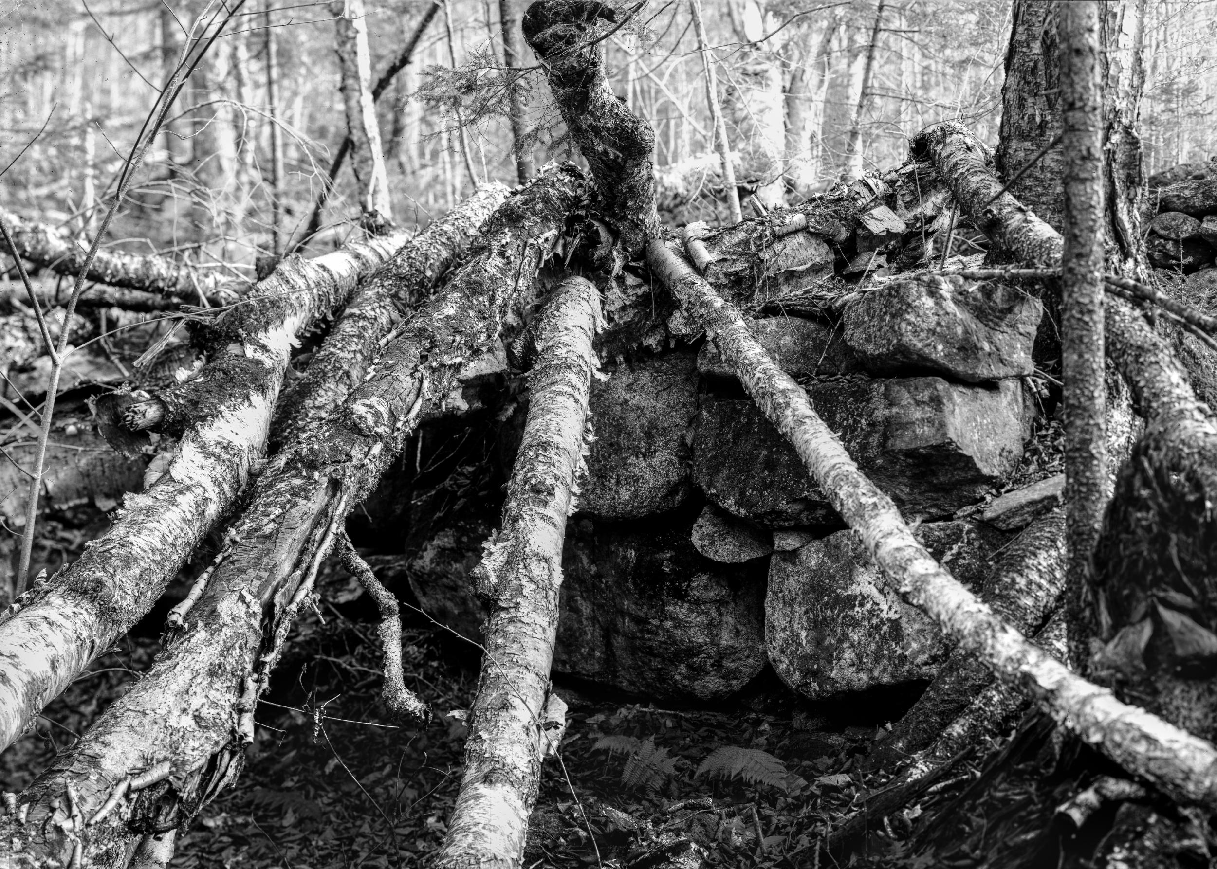 Foundation Under Birch Trunks | Thornton Gore, NH